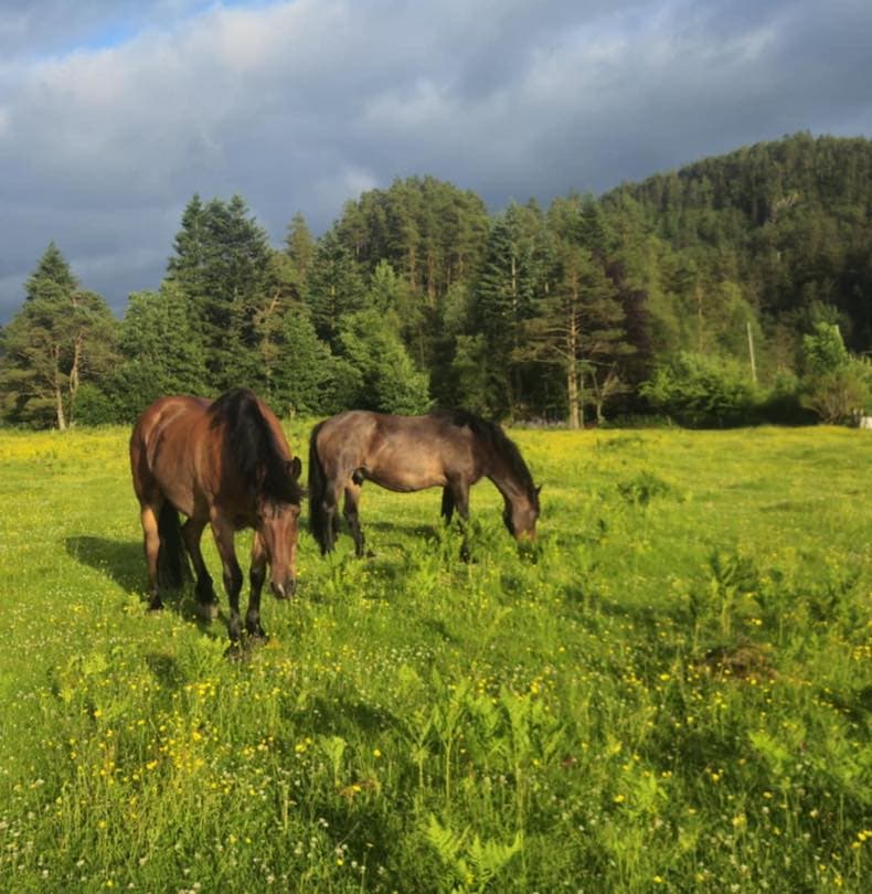 Hester på beitet ved Hiimsmoen