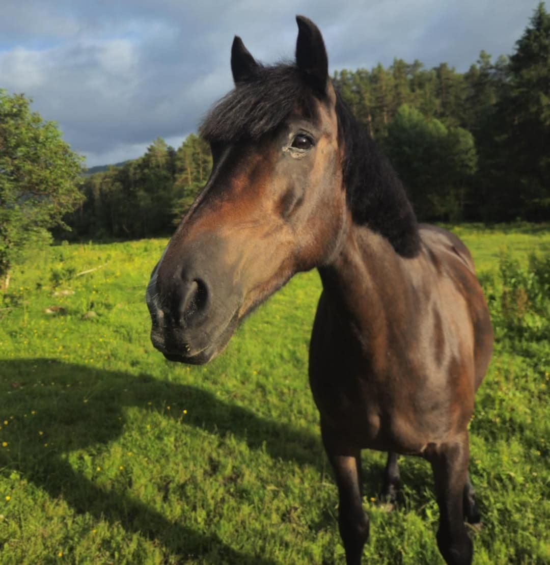 Fellesskap og aktivitet på Hiimsmoen